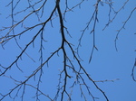 SX21556 Branch and blue sky.jpg